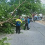 Pohon Tumbang, Babinsa Dawarblandong Dan Petugas PUPR  Lakukan Evakuasi