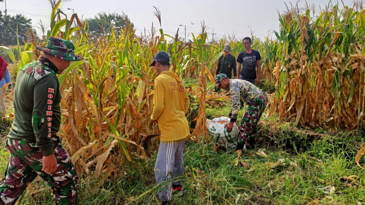 Dukung Ketahanan Pangan, Babinsa Koramil Kutorejo Bantu Petani Panen Jagung