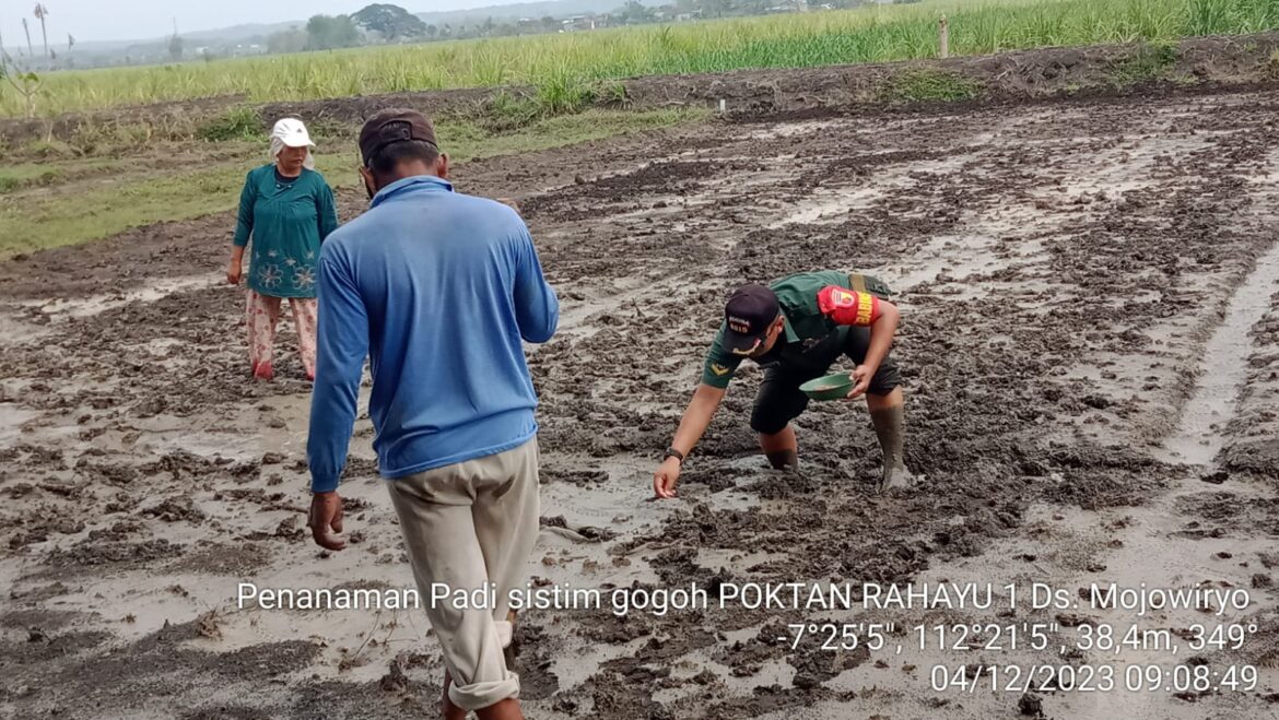 Babinsa Koramil Kemlagi Dampingi Petani Desa Mojowiryo Tanam Padi Sistem Gogo