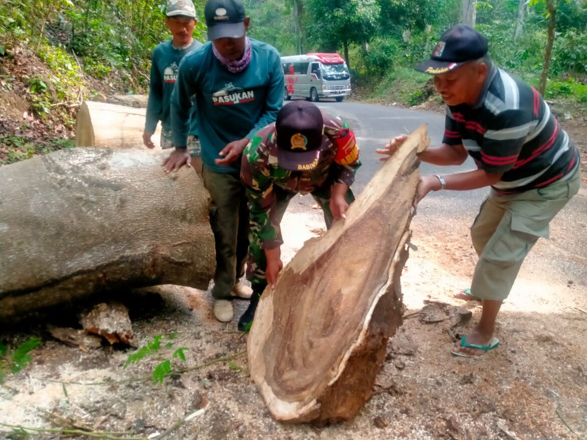 Cegah Pohon Tumbang Jalur Ngoro-Trawas, Babinsa Seloliman Bareng Instansi Terkait Lakukan Pruning