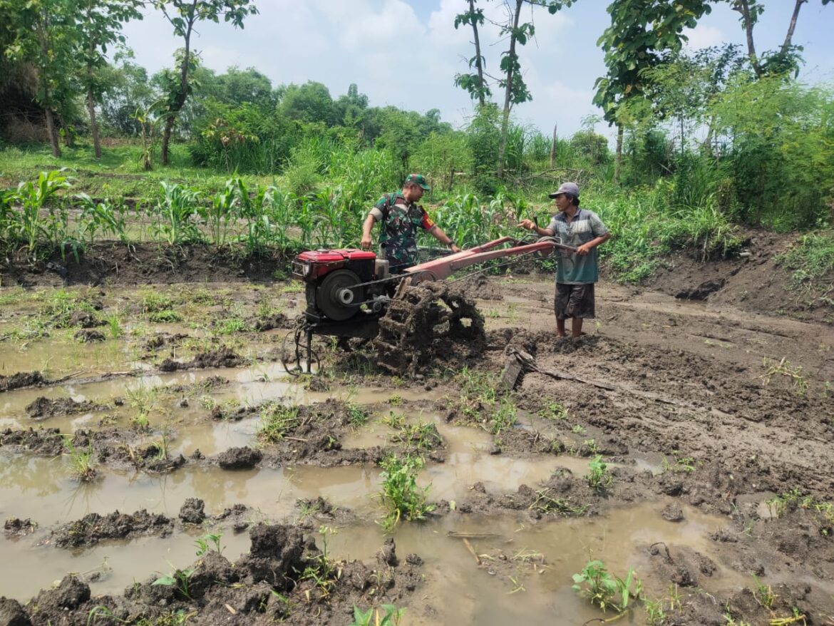 Babinsa Cendoro Koramil 0815/08 Dawarblandong Dampingi Petani Mengolah Lahan Sawah