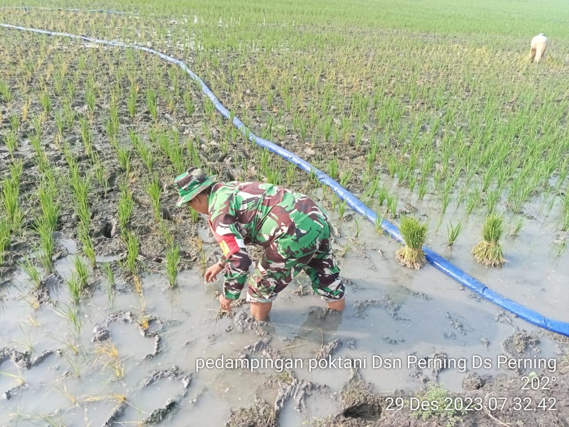 Sawah Tadah Hujan, Babinsa Koramil Jetis Dampingi Petani Alirkan Air Sumur Bor