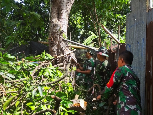 Timpa Rumah Warga, Koramil 0815/04 Puri Bantu Evakuasi Pohon Tumbang