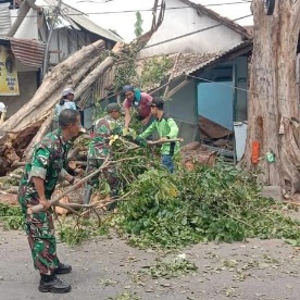 Pohon Tumbang Timpa Rumah Nenek Di Mojosari, Personel TNI Bareng DLH – PUPR & Relawan Lakukan Evakuasi