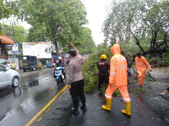 Aksi Cepat Tim Gabungan Koramil Mojoanyar, Polsek & BPBD Evakuasi Pohon Tumbang