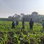 Dukung Ketahanan Pangan, Babinsa Koramil 0815/14 Dlanggu Kompak Bantu Petani Semprot Tanaman Jagung