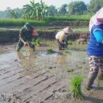 Percepatan PAT, Babinsa Koramil 0815/18 Gondang Dampingi Petani Tanam Padi