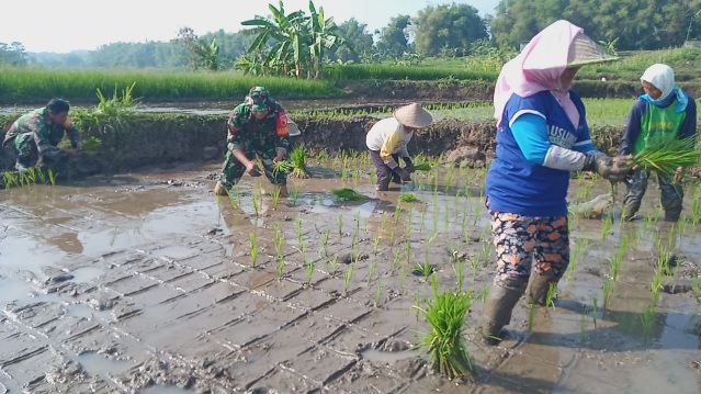 Percepatan PAT, Babinsa Koramil 0815/18 Gondang Dampingi Petani Tanam Padi