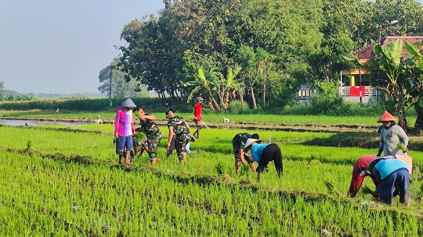 Kemanunggalan TNI-Rakyat, Satgas TMMD Ke-121 Kodim 0815/Mojokerto Bantu Warga Tanam Padi