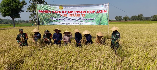 BSIP Jatim Bareng Koramil 0815/09 Panen Raya Di Kebun Percobaan (KP) Mojosari