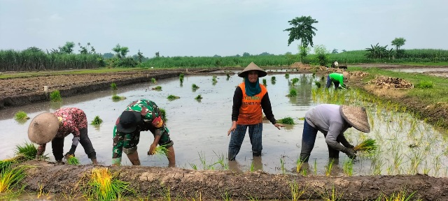 Dukung Ketahanan Pangan, Tiga Pilar Desa Pohkecik Turun Langsung Ke Sawah