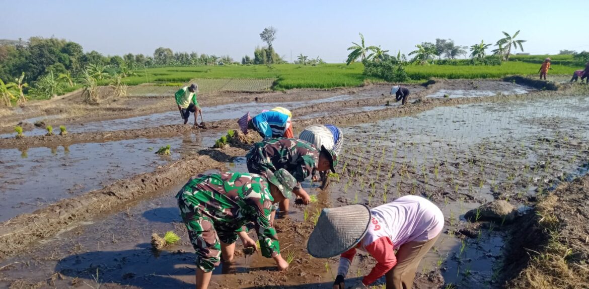 Maksimalkan Ketahanan Pangan, Babinsa Koramil Gondang Bantu Petani Tanam Padi