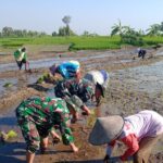 Maksimalkan Ketahanan Pangan, Babinsa Koramil Gondang Bantu Petani Tanam Padi