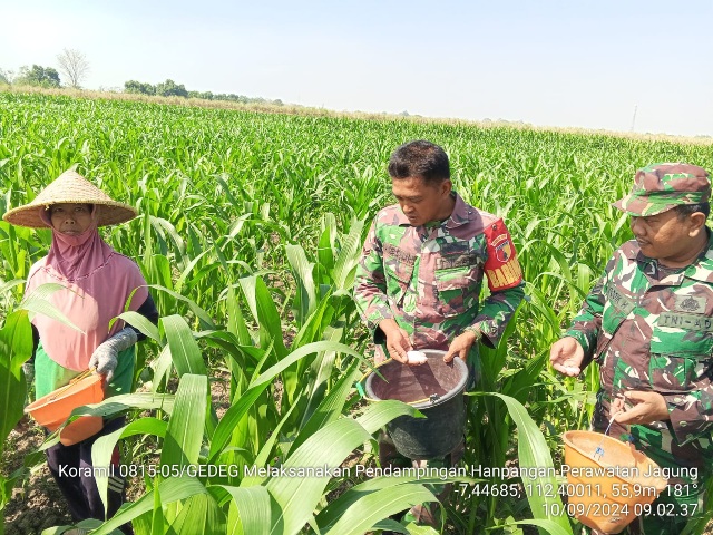 Kawal Program Hanpangan, Babinsa Koramil Gedeg Aktif Dampingi Petani Jagung