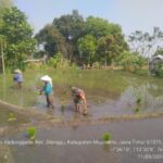 Babinsa Kedunggede Koramil Dlanggu Dampingi Petani Tanam Padi 