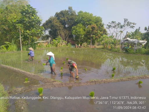 Babinsa Kedunggede Koramil Dlanggu Dampingi Petani Tanam Padi 