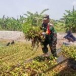 Karbak Aliran Sungai, Babinsa Koramil Magersari Bareng Warga Gotong Royong Bersihkan Eceng Gondok