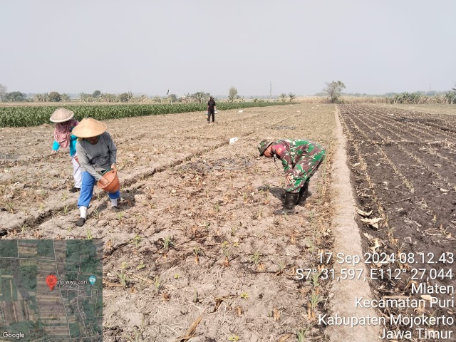 Bantu Para Petani, Babinsa Koramil Puri Aktif Dampingi Poktan Rawat Tanaman Jagung