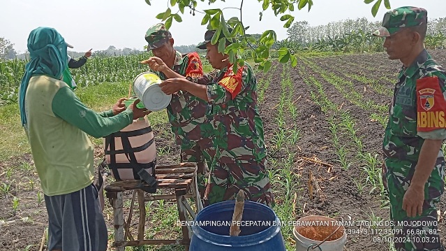 Babinsa Koramil Kemlagi Bantu Petani Percepatan Produksi Tanaman Jagung