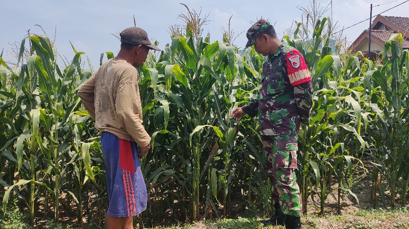 Wujudkan Ketahanan Pangan, Babinsa Koramil Pralon Aktif Dampingi Petani Jagung