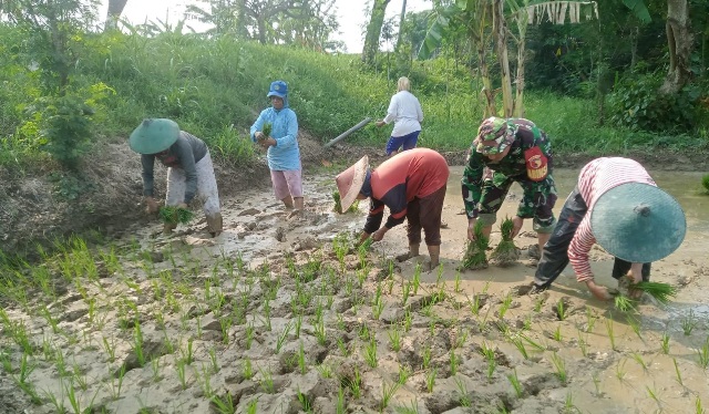 Kawal Program Hanpangan, Babinsa Pulorejo Koramil Dawar Dampingi Petani Tanam Padi