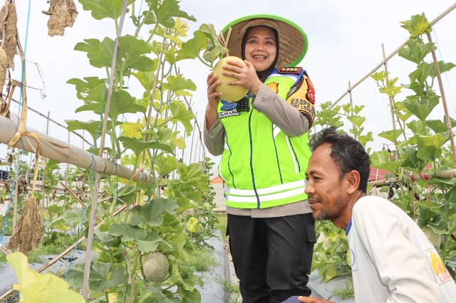 Kapolresta Cirebon Kunjungi Kebun Melon Milik Pak Herman