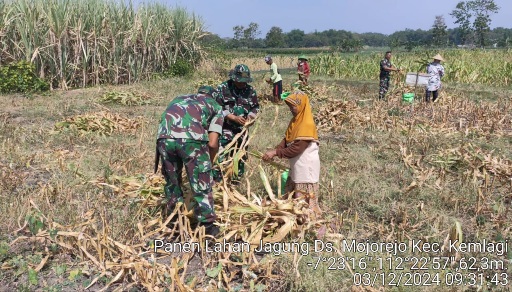 Babinsa Koramil 0815/06 Kemlagi Dampingi Poktan Panen Jagung di Mojorejo