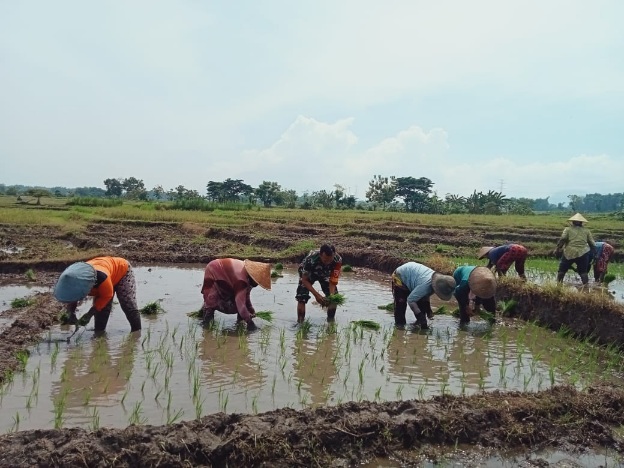 Dampingi Petani Tanam Padi, Babinsa Dlanggu Wujudkan Program Hen pangan