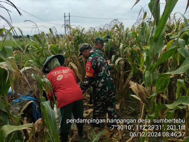 Maksimalkan Program Hanpangan, Babinsa Koramil 0815/10 Bangsal Panen Jagung Bareng Poktan Desa Sumbertebu