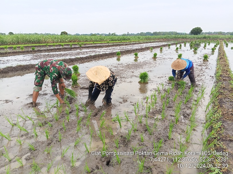 Babinsa Koramil 0815/05 Gedeg Bantu Petani Tanam Padi, Wujud Nyata Kontribusi TNI Jaga Stabilitas Pangan