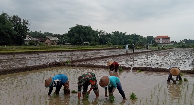 Wujudkan Ketahanan Pangan Babinsa Koramil Dlanggu Hadir Di Tengah – Tengah Petani