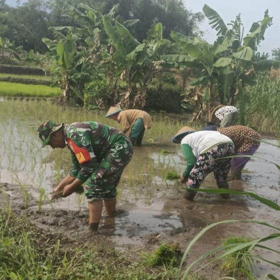 Terus Berkontribusi, Babinsa Koramil 0815/14 Dlanggu Bantu Petani Tanam Padi Varietas Inpari 32