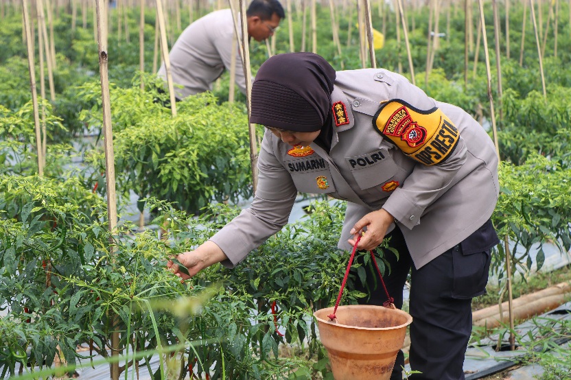 Kapolresta Cirebon Panen Cabai dan Pengecekan Lahan Program Ketahanan Pangan