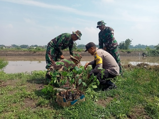 Program Penghijauan Sekaligus Antisipasi Banjir, Koramil 0815/10 Bangsal Tanam 225 Pohon di Desa Tinggarbuntut