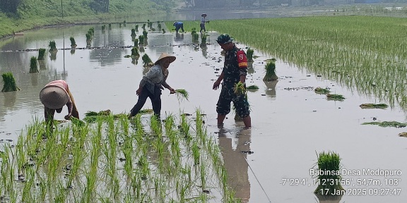 Danramil 0815/09 Mojosari: Pendampingan Babinsa Langkah Nyata Menuju Kemandirian Pangan