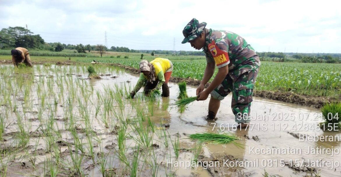 Babinsa Koramil 0815/15 Jatirejo Dampingi Petani Desa Bleberan Tanam Padi